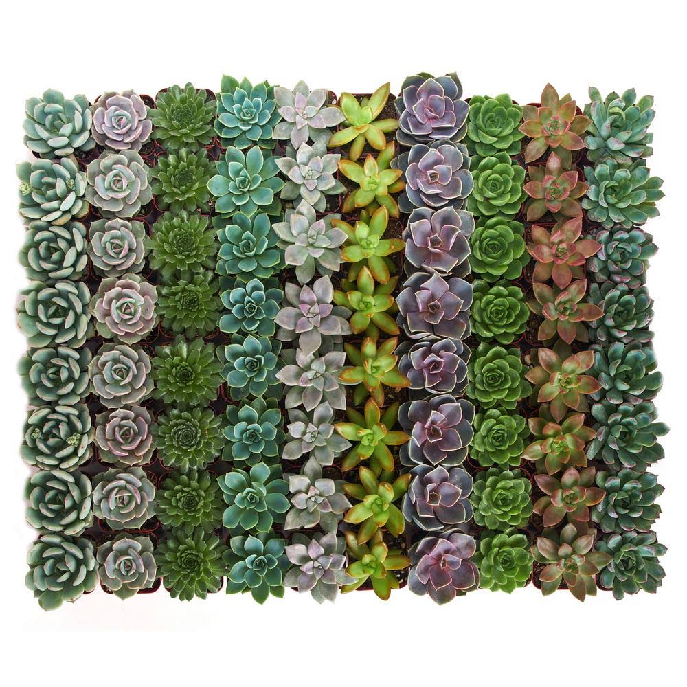 Collection of 256 Rosette Succulent T809117