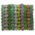 Collection of 256 Rosette Succulent T809117