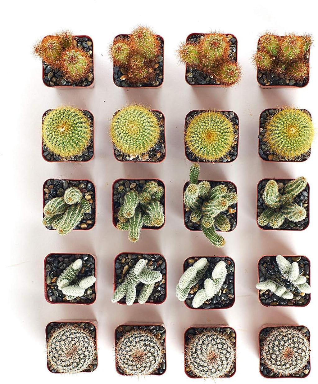 Collection of 20 Live Succulent Plants A320242
