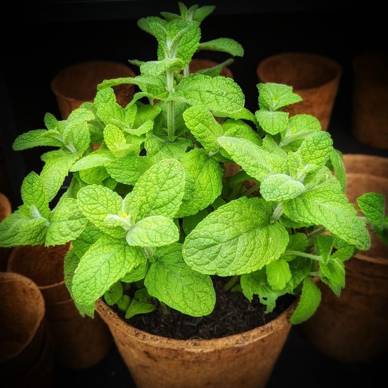 Set 2 Live Lantana Plants, 4 to 7 Inch Tall, 4 Inch Pot W422310