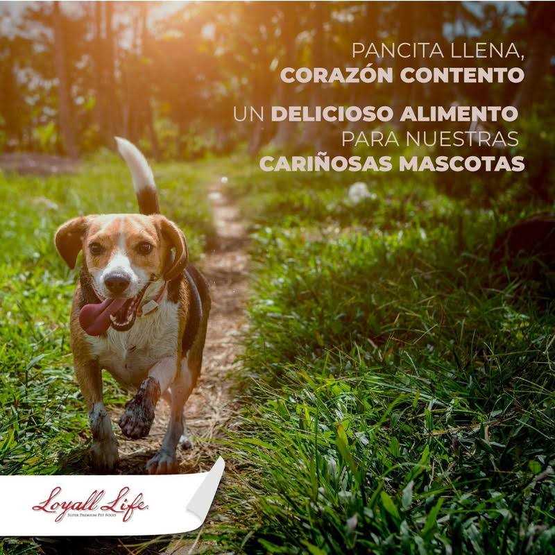 Grain Free Salmon Sweet Potato Dog Food 30 Pounds D56919