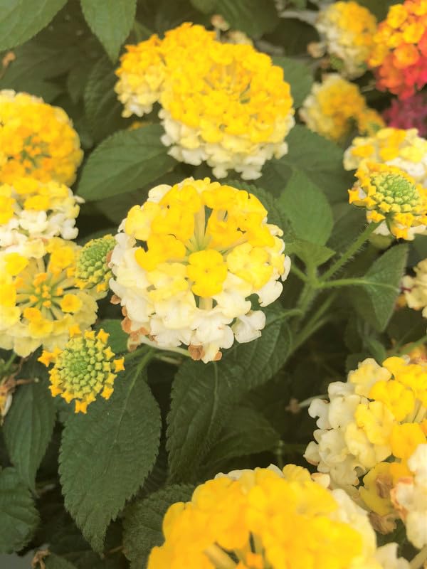 Set 2 Live Lantana Plants, 4 to 7 Inch Tall, 4 Inch Pot W422310