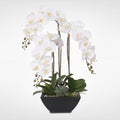 White Orchids and Succulents in Black Metal Pot K189