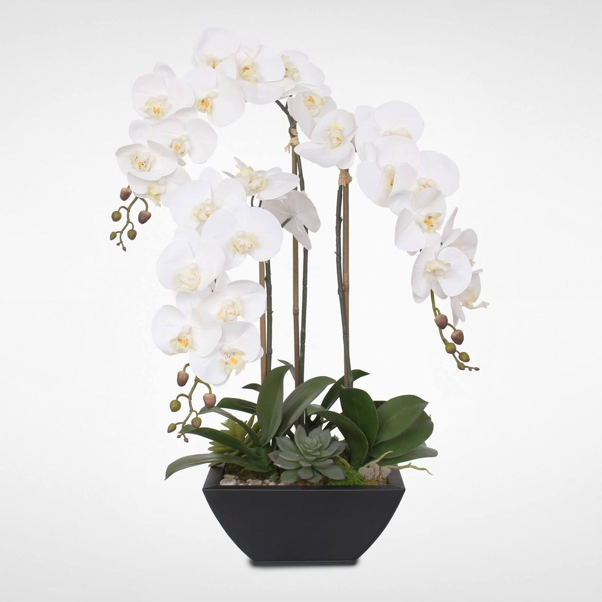 White Orchids and Succulents in Black Metal Pot K189