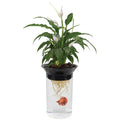 Aqua-Ponic Planter & Fish Habitat H430029