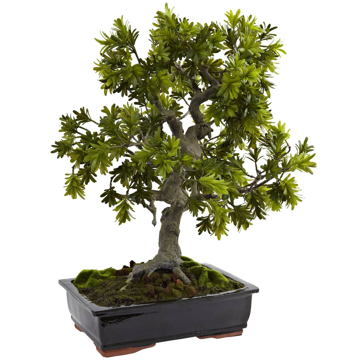 Giant Podocarpus with Planter M16564