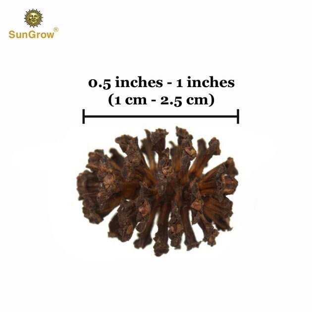 Alder Cones Aquarium Water Conditioner & Food C378693