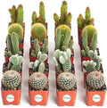 Collection of 20 Live Succulent Plants A320242