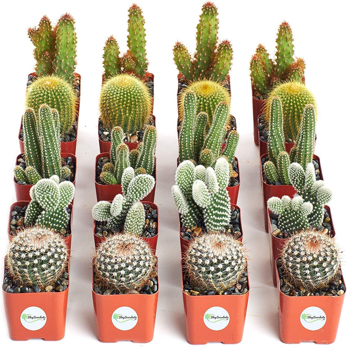 Collection of 20 Live Succulent Plants A320242