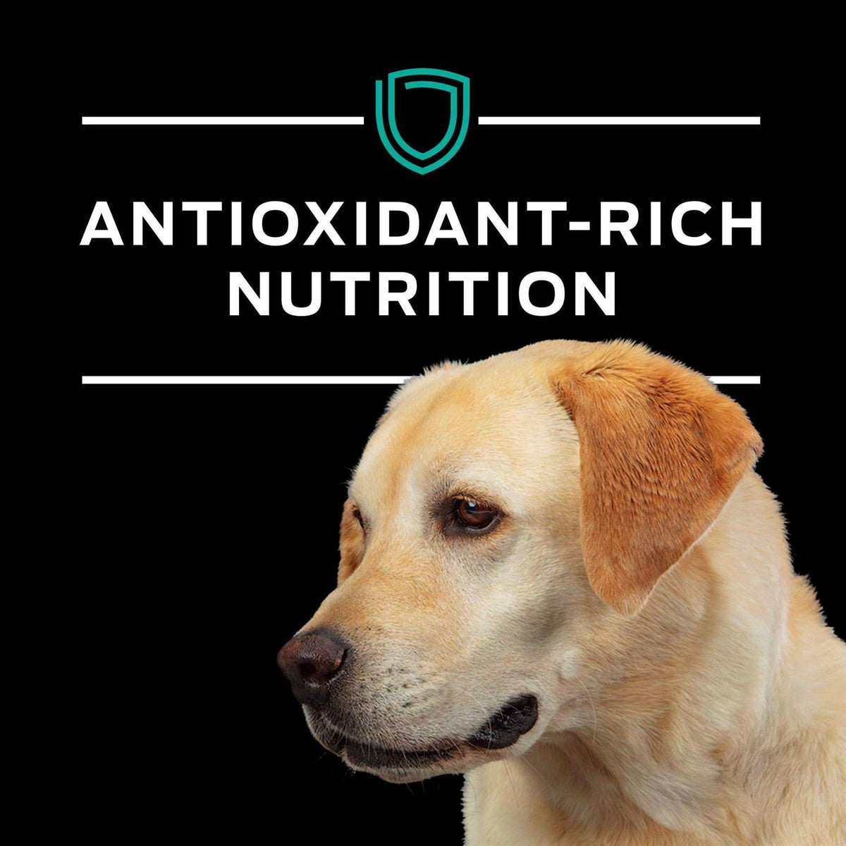 EN Gastroenteric Formula Dry Dog Food O7191