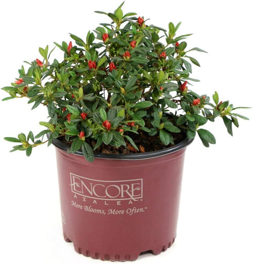1 Piece Azalea K8825
