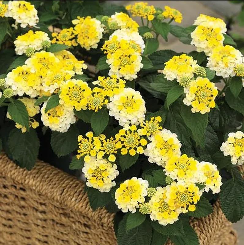 Set 2 Live Lantana Plants, 4 to 7 Inch Tall, 4 Inch Pot W422310