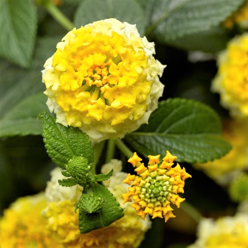 Set 2 Live Lantana Plants, 4 to 7 Inch Tall, 4 Inch Pot W422310