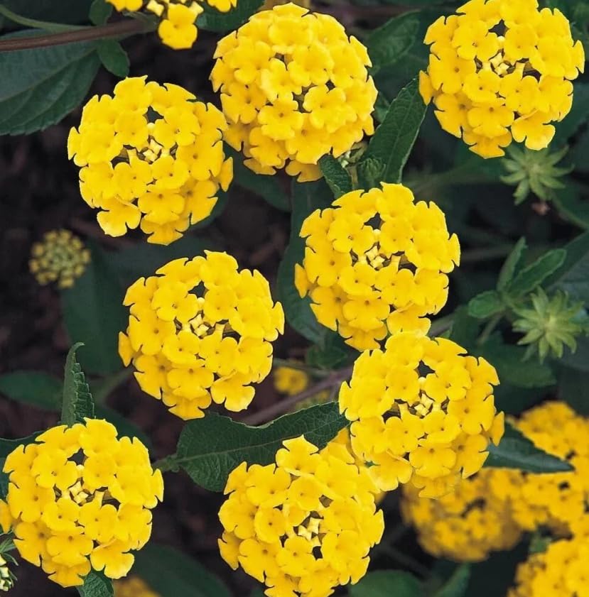 Set 2 Live Lantana Plants, 4 to 7 Inch Tall, 4 Inch Pot W422310
