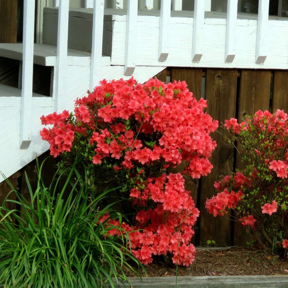 1 Piece Azalea K8825