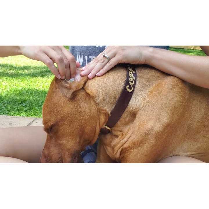 Aloe & Eucalyptus Dog Ear Wipes L677505