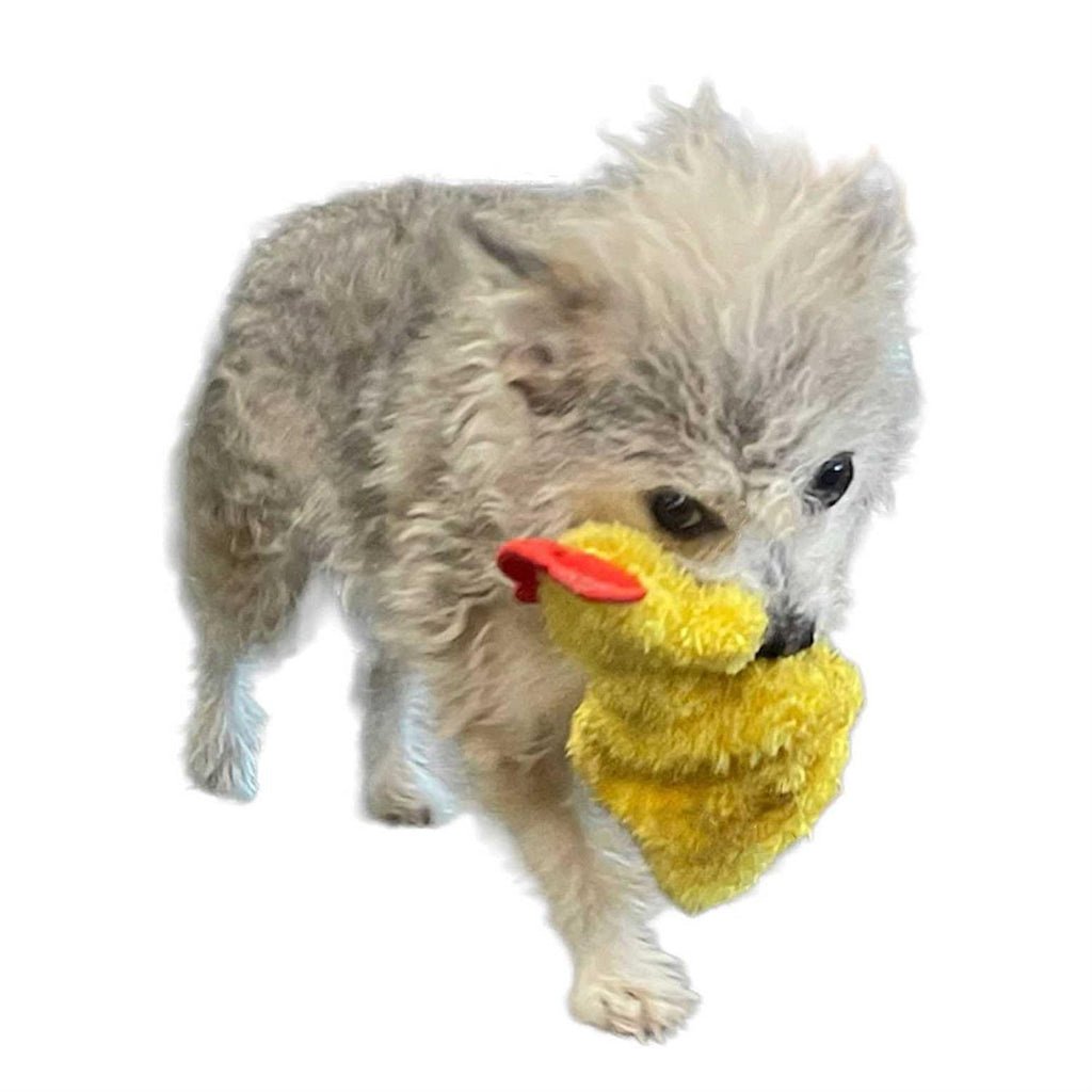 Chicken and Egg Paper Crinkle Squeaker Toys Y683