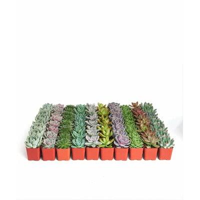 Collection of 256 Rosette Succulent T809117