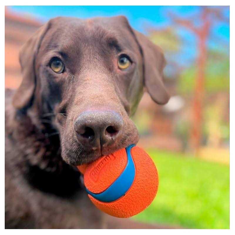 Dog Toy K224710